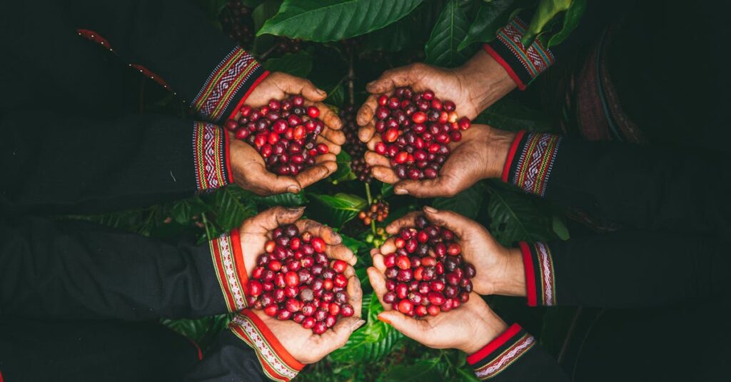 Four hands hold freshly harvested red coffee cherries, comparison between temanggung coffee to another region