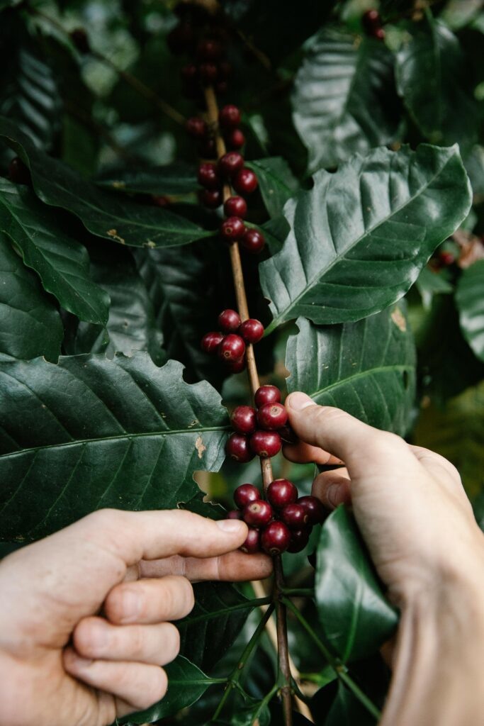 Detailed shot of hands picking ripe coffee cherries from a branch.